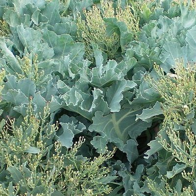 Crambe maritime - Chou Marin - Leaderplant