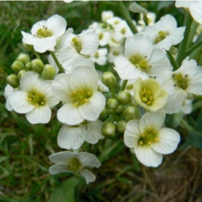 Crambe maritime - Chou Marin - Leaderplant