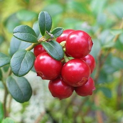 Cranberry - Canneberge Pilgrim - Leaderplant