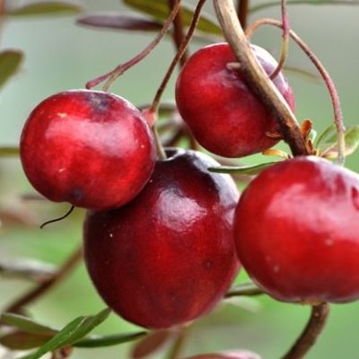 Cranberry Early Black - Canneberge - Leaderplant