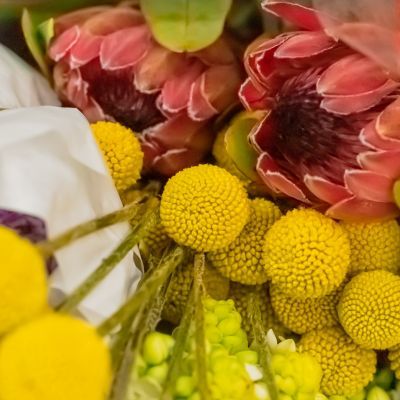 Billy Button / Trompe d'Or - Leaderplant