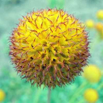 Billy Button / Trompe d'Or - Leaderplant