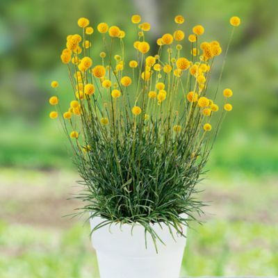 Billy Button / Trompe d'Or - Leaderplant