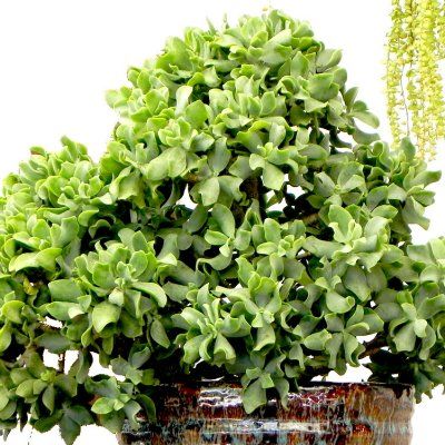 Crassula Curlygrey - Leaderplant