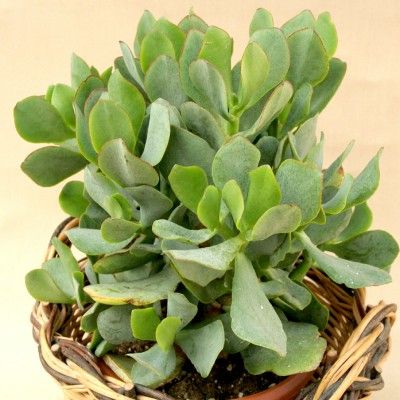 Crassula Curlygrey - Leaderplant