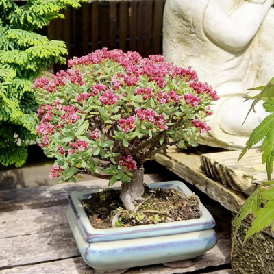 Crassula Bonzai - Leaderplant