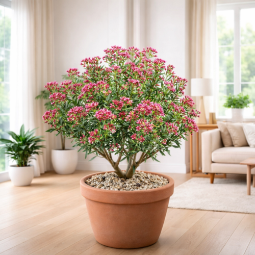 Crassula sarcocaulis en mini-motte - Leaderplant