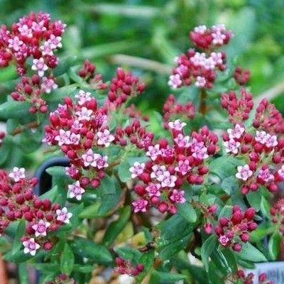 Crassula sarcocaulis - Leaderplant