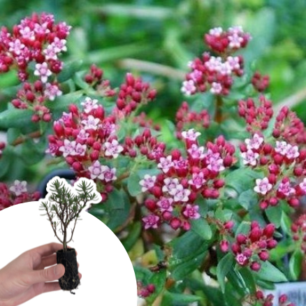 Crassula sarcocaulis en mini-motte - Leaderplant