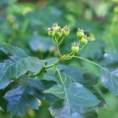 Aubépine chinoise  - Leaderplant