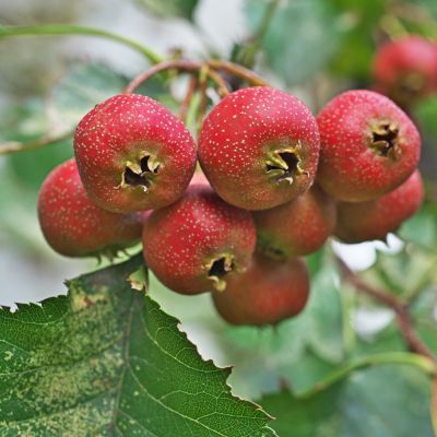 Aubépine chinoise  - Leaderplant