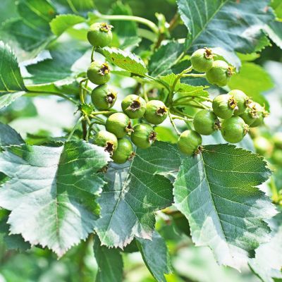 Aubépine chinoise  - Leaderplant