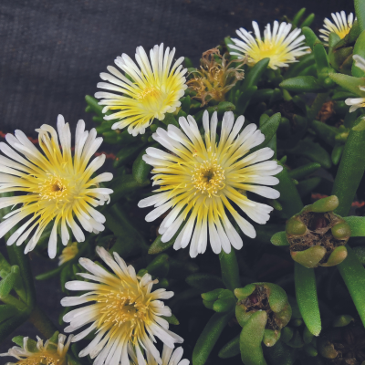 DELOSPERMA Suntropics ® Cream - Leaderplant