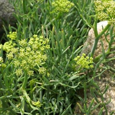 Criste Marine - Leaderplant