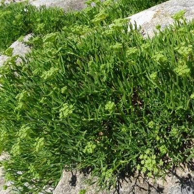 Criste Marine - Leaderplant