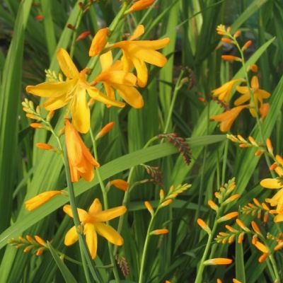 Montbrétia jaune - Crocosmia 'George Davidson' - Leaderplant