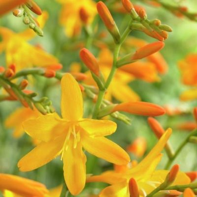 Montbrétia jaune - Crocosmia 'George Davidson' - Leaderplant
