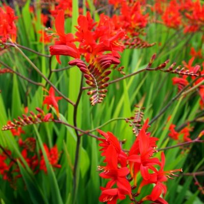 Montbrétia - Crocosmia Lucifer - Leaderplant