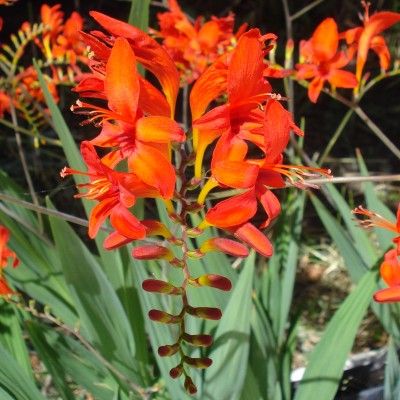 Montbrétia - Crocosmia Lucifer - Leaderplant