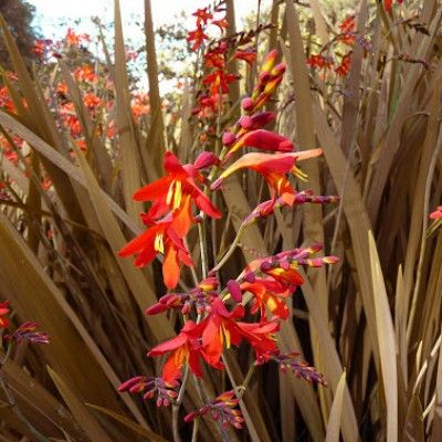 Montbrétia - Crocosmia Saracen - Leaderplant