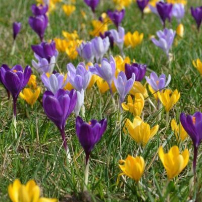 Crocus à grande fleur – mélange de couleurs (25 Bulbes)  - Leaderplant