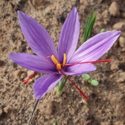 Crocus à Safran (12 Bulbes)   - Leaderplant