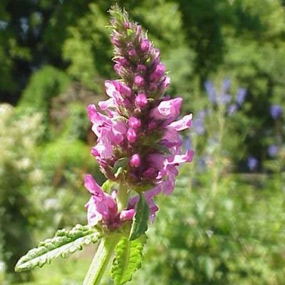 Crosne copa  - Leaderplant