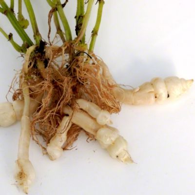 Crosne copa  - Leaderplant