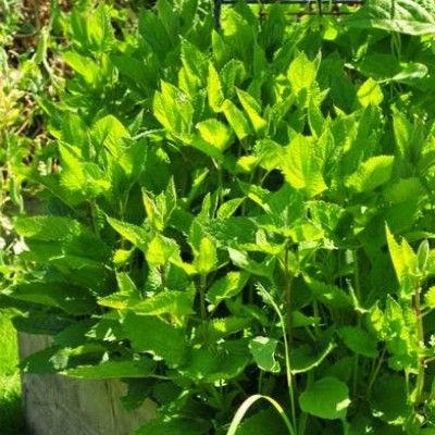 Crosne copa  - Leaderplant