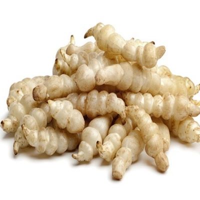 Crosne copa  - Leaderplant