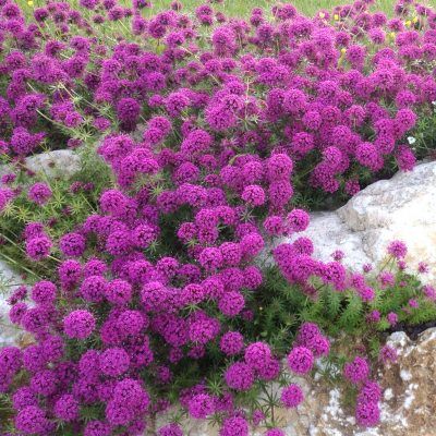 Crucianella - Leaderplant