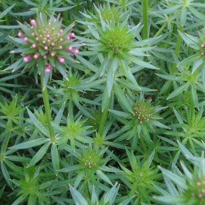 Crucianella - Leaderplant