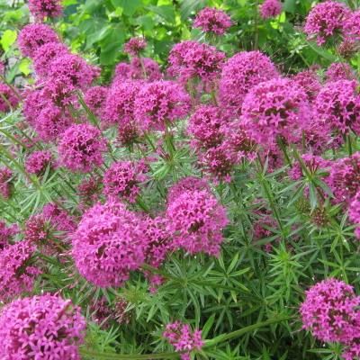 Crucianella - Leaderplant