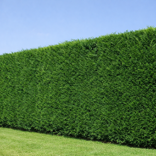 DESTOCKAGE Cypres 2001 - Leaderplant