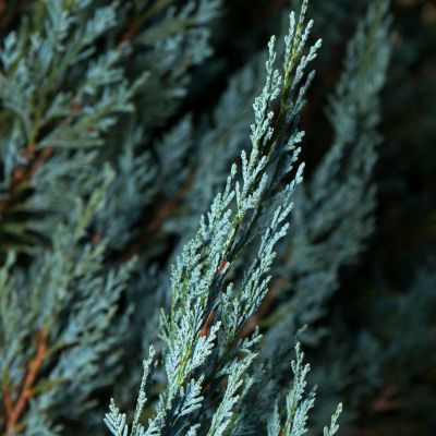 Cyprès d’Italie Bleu de Provence  - Leaderplant