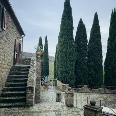 Cyprès d’Italie Bleu de Provence  - Leaderplant