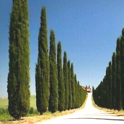 Cypres de Provence Caro - Leaderplant