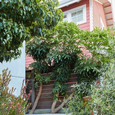 Arbre à chou  - Leaderplant