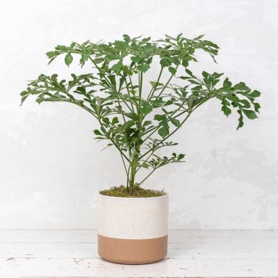 Arbre à chou  - Leaderplant