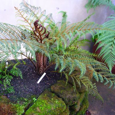 Fougère arborescente  - Leaderplant