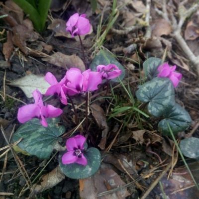 Cyclamen Coum (3 Bulbes)  - Leaderplant