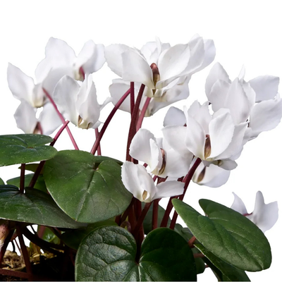 Cyclamen coum White Koumy ® - Leaderplant