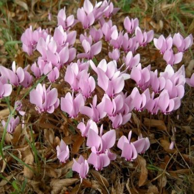Cyclamen de Naples (3 bulbes) - Leaderplant