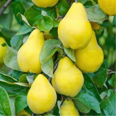 Cognassier Champion  - Leaderplant