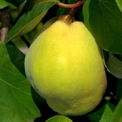 Cognassier Champion  - Leaderplant