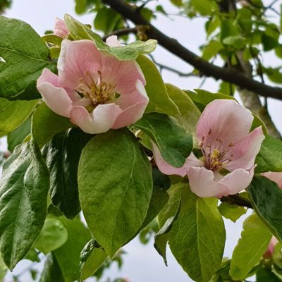 Cognassier Champion  - Leaderplant