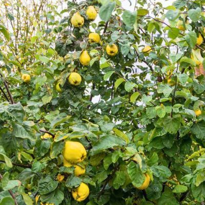 Cognassier Champion  - Leaderplant