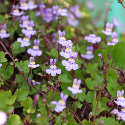 Cymbalaire des murs - Leaderplant