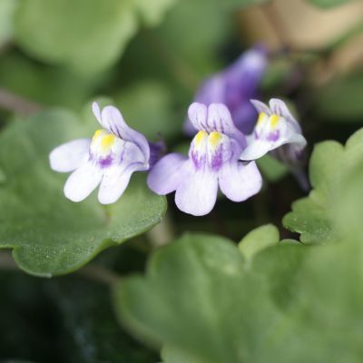 Cymbalaire des murs - Leaderplant