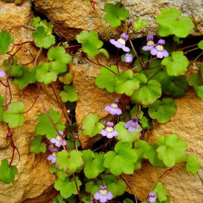 Cymbalaire des murs - Leaderplant